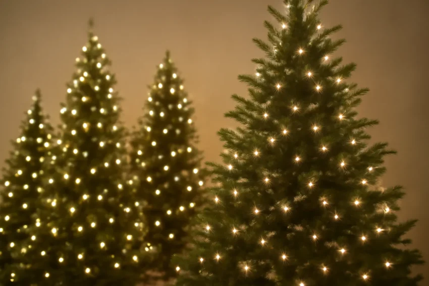christmas trees with warm white lights